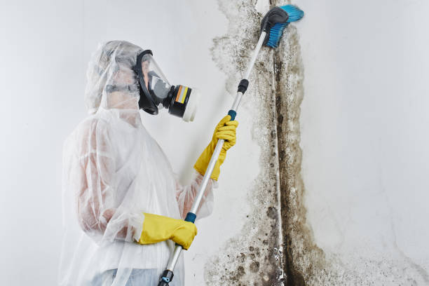 Best Certified Mold Removal  in Liberty, PA