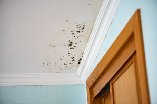 Best Toxic Mold Removal  in Liberty, PA
