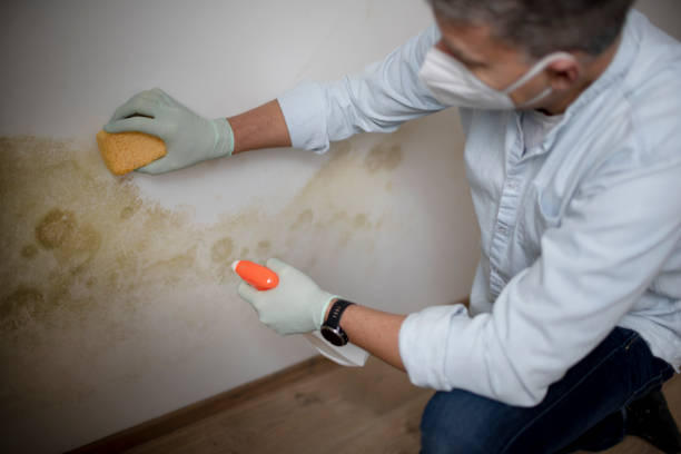 Best Attic Mold Removal  in Liberty, PA