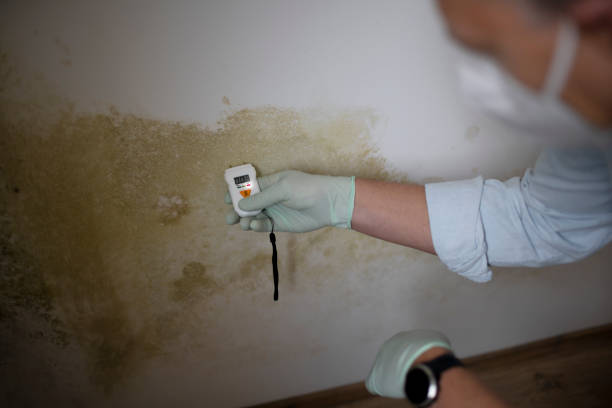 Best Local Mold Removal Service  in Liberty, PA
