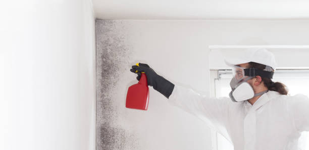 Best Local Mold Removal Service  in Liberty, PA
