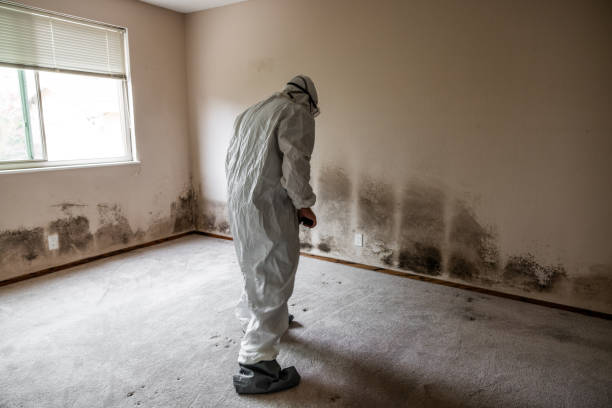 Best Commercial Mold Removal  in Liberty, PA