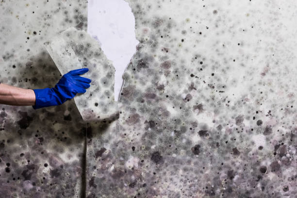 Office Mold Removal Services in Liberty, PA